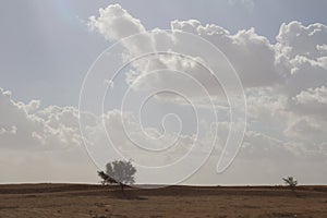 A lone tree in a desert area under a cloud-strewn sky on the way to Beer Sheva Israel