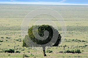 Lone tree in desert landscape