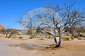 Lone Tree - Desert Terrain Mountain Rocks against a bright Blue Cloudless Sky