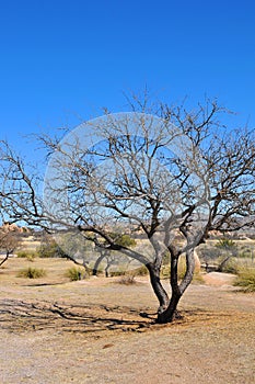 Lone Tree - Desert Terrain Mountain Rocks against a bright Blue Cloudless Sky