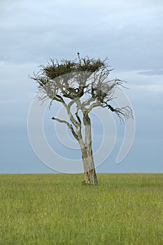 Lone tree at dusk in grasslands in Masai Mara in Kenya, Africa