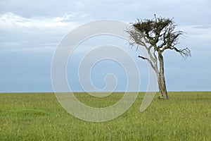 Lone tree at dusk in grasslands in Masai Mara in Kenya, Africa