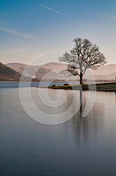 A lone tree on the edge of Bassenthwaite Lake.