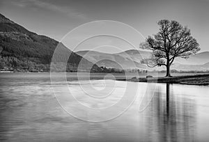 A lone tree on the edge of Bassenthwaite Lake, The Lake District, England