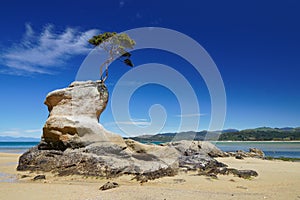 Lone tree eking out a living in Abel Tasman National Park, New Zealand
