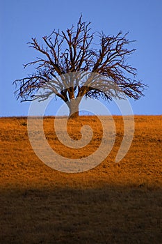 Lone tree at evening