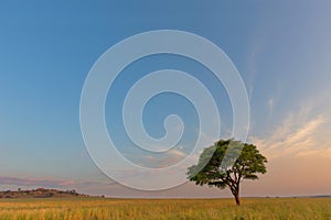 Lone tree at Ezemvelo NR