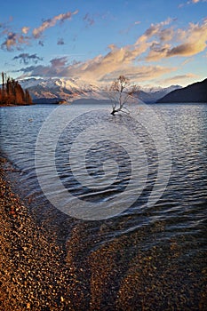 The Lone Tree Famous Lake Wanaka Landmark