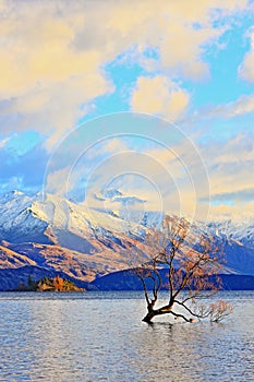 The Lone Tree Famous Lake Wanaka Landmark