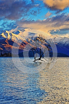 The Lone Tree Famous Lake Wanaka Landmark