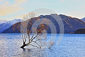 The Lone Tree Famous Lake Wanaka Landmark