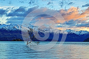 The Lone Tree Famous Lake Wanaka Landmark