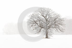 Lone Tree in a Farm Field in a Winter Snow Storm