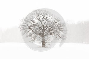 Lone Tree in a Farm Field in a Winter Snow Storm