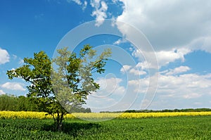 Lone tree in a field