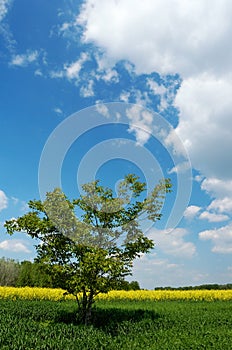 Lone tree in a field