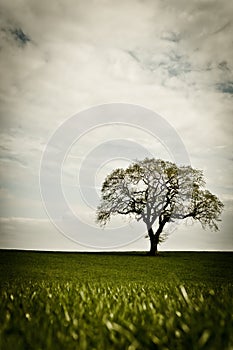 Lone tree in field
