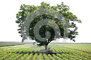 Lone tree in a field