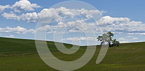 Lone Tree in the Field