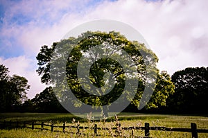 Lone tree in field