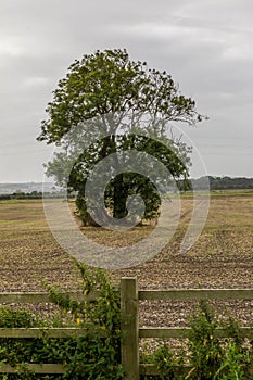 A lone tree in a field Derbyshire.