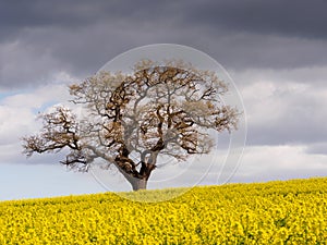 Lone Tree and Field Melbourne