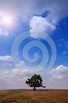 Lone tree on field over blue sky