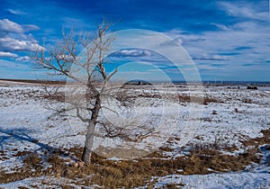 Lone tree in a field of snow