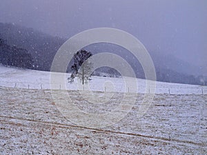 Lone tree field snow winter