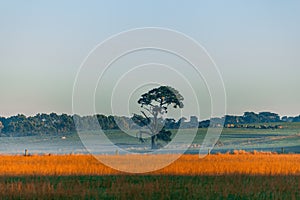 Lone tree in a field at sunrise.