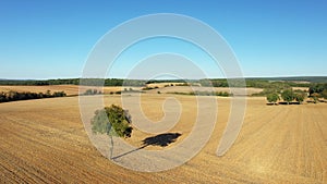 A lone tree in a field surrounded by forests
