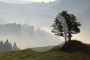 A lone tree in field at twilight