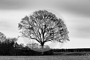 Lone tree in a field in winter