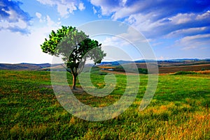 Lone tree and fields