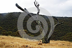 Lone tree Fleurieu Peninsula