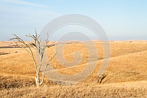 Lone Tree in Flint Hills of Kansas photo