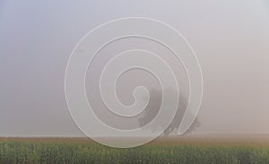 Lone tree in fog on a field in rural Germany