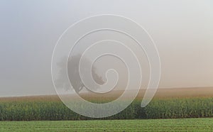 Lone tree in fog on a field in rural Germany