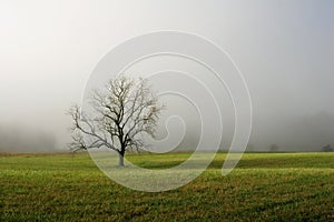 Lone Tree in Foggy Field