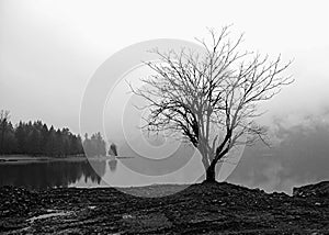 Lone tree by a foggy lake