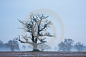 Lone tree in a frosty field at twilight