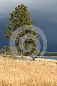 Lone Tree and Gathering Storm