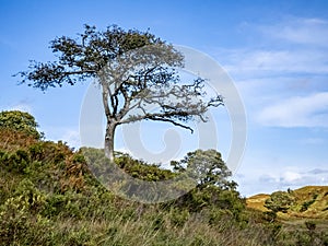 Lone tree in Glenveagh National Park in County Donegal, Ireland