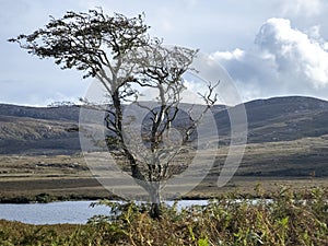 Lone tree in Glenveagh National Park in County Donegal, Ireland