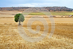 Lone tree in a grain field after harvest