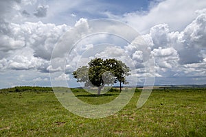 Lone tree in grass field and bright converging clouds