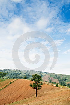 Lone tree on grass hill in Petchabun - Khao Kho mountain, Thailand