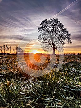 a lone tree in the grass at sunset time in rural area