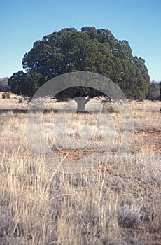 Lone Tree Empty Grasslands Juniper photo