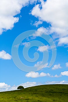 Lone Tree on a Grassy Hill on the Horizon under a Blue Sky